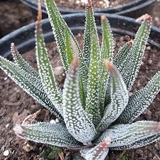 Haworthia Fasciata Var. Concolor (Zebra plant)