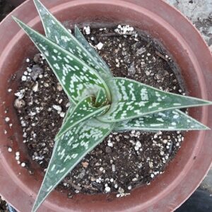 Gonialoe variegata (Partridge breast aloe)