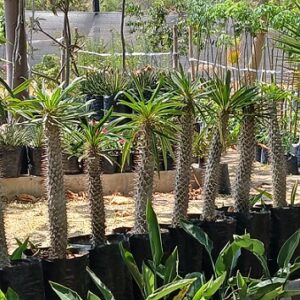 Pachypodium lamerei (Madagascar palm)