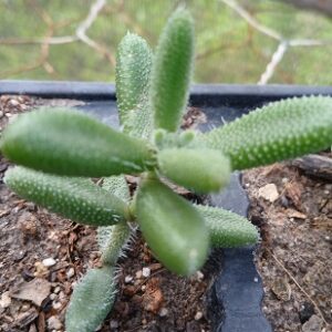 Delosperma echinatum (Pickle Plant)