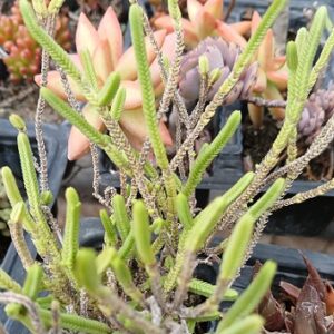 Crassula muscosa (Watch chain plant)
