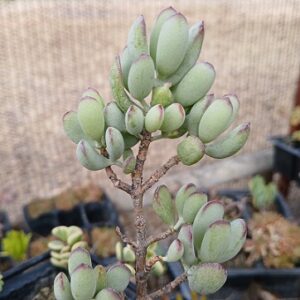 Cotyledon Pendens (Cliff Cotyledon)