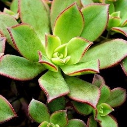 Aeonium haworthii (Haworth's Aeonium)