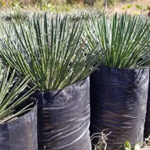 Agave geminiflora (Twin flowered agave)