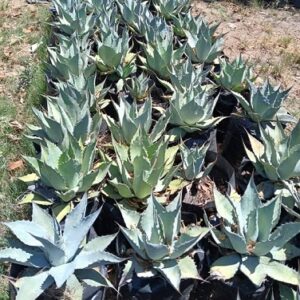 Agave ovatifolia  (Whale's Tongue Century Plant)