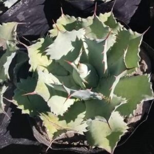 Agave potatorum  (Butterfly Agave)