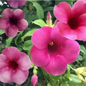 Allamanda blanchetii (Purple Allamanda)