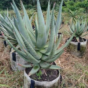 Aloe ferox (Bitter aloe, Cape aloe)