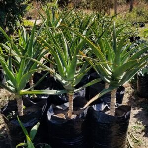 Aloe Africana (African Aloe, Uitenhage Aloe)