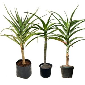 Aloidendron barberae (Tree aloe)