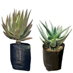 Aloe ferox (Bitter aloe, Cape aloe)