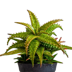 Aloe grandidentata (Dwarf soap aloe)