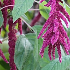Amaranthus 'Pony tails' Seed