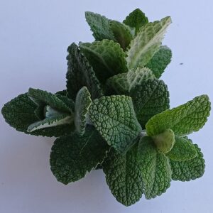 Mentha suaveolens (Apple Mint) Seed