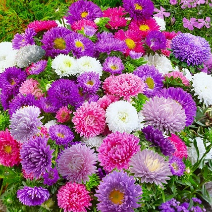 Aster Powderpuff mix1