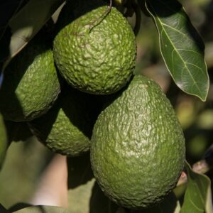 Avocado 'Gwen'