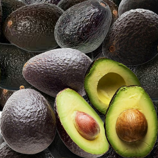 Avocado Hass