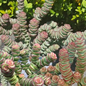Crassula perforata x C.rupestris (Baby’s necklace)