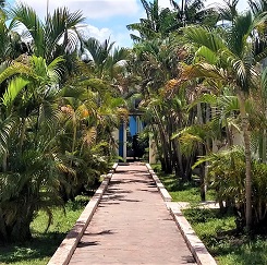 Dypsis lutescens (Golden Bamboo Palm)