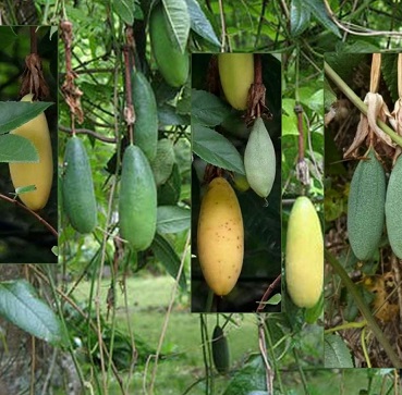 Bannana Passionfruit3