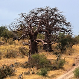 Baobab1