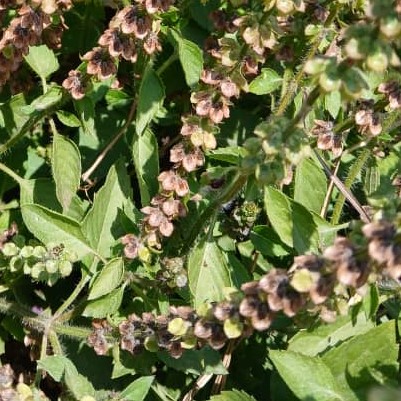 Kapoor Tulsi / Holy Basil Seeds – 250ct, Great Scent, Easy To Grow, Free Shipping