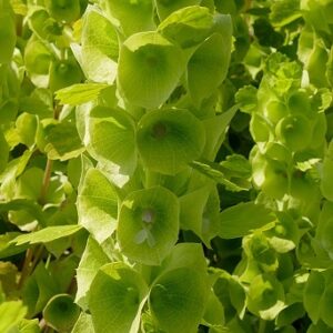 Molucella laevis (Bells-of-Ireland) Seed