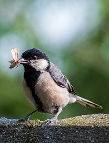 Bird1