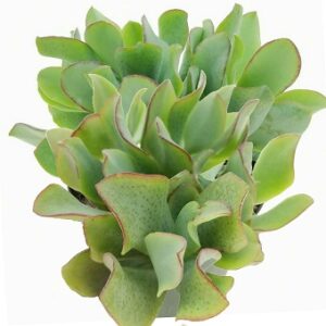 Crassula arborescens (Blue waves)