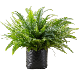 Nephrolepis exaltata var. Bostoniensis (Boston Fern)