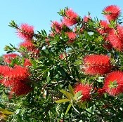 BottlebrushCrimson (2)