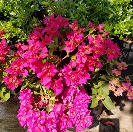 Bougainvillea double pink