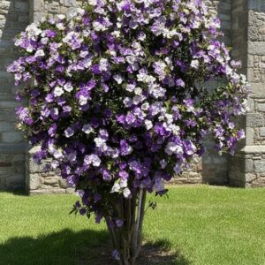 Brunfelsia pauciflora (Yesterday-Today-and-Tomorrow)