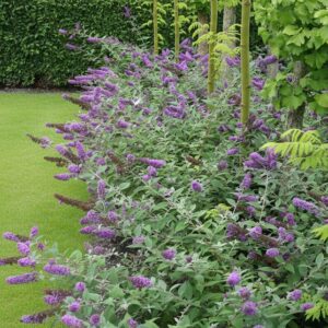 Buddleja davidii (Butterfly bush)