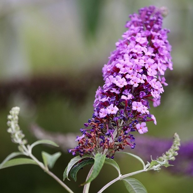 Buddleja davidii (butterfly bush)
