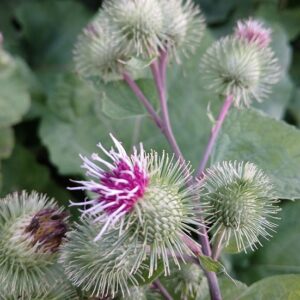 Burdock (Arctium lappa) Seeds