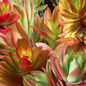 Crassula capitella (Campfire Crassula)