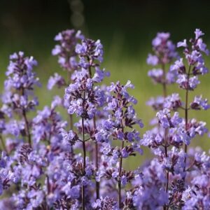 Catmint (Nepeta) Seed