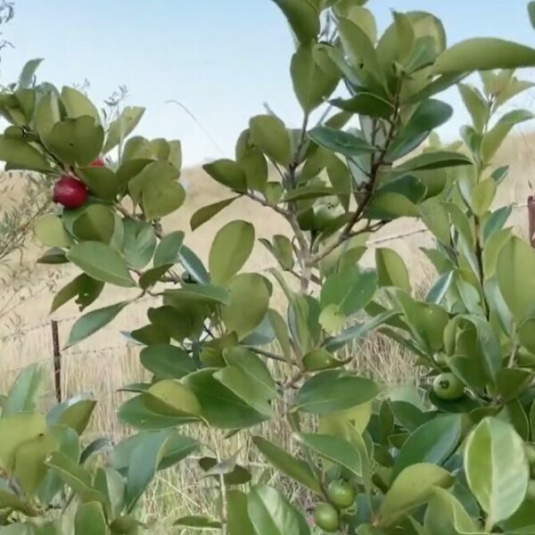 Psidium cattleyanum (Strawberry guava) - Image 6