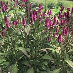 Celosia argentea spicata 'Ruby Parfait' Seed
