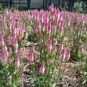 Celosia spicata (Celosia Flamingo Feather) Plug Seedlings