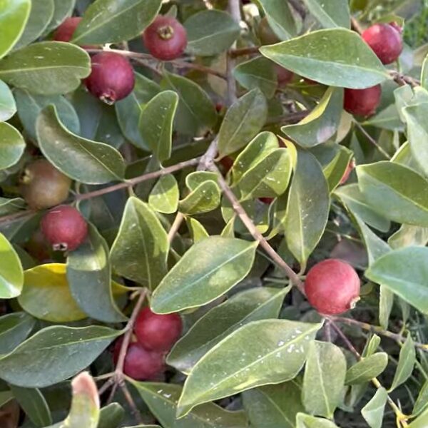 Psidium cattleyanum (Strawberry guava) - Image 3