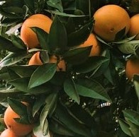 Citrus: Orange ‘Washington navel’