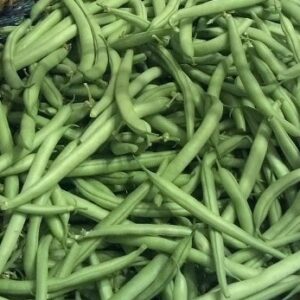 Bean Bush 'Contender'  Seed