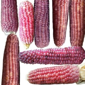 Corn: Popcorn 'Neon Pink' Seed