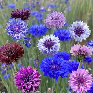 Centaurea cyanus (Cornflower, Bachelor's Button) Seed