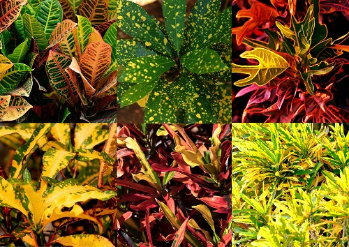 Croton2