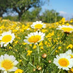 Glebionis coronaria (Crown Daisy) Seed