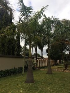 Roystonea regia (Cuban Royal Palm)