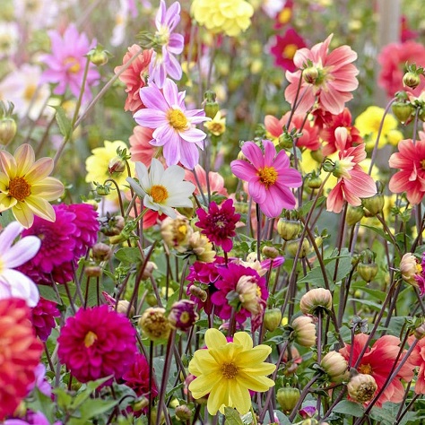 Dahlia Open-pollinated